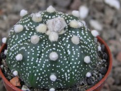 Astrophytum Z Jasenné květináč 5,5 cm
