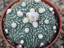 Astrophytum Z Jasenné květináč 5,5 cm - 12416602