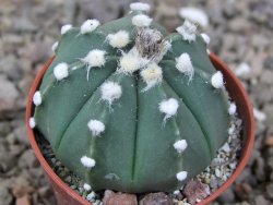 Astrophytum Z Jasenné květináč 5,5 cm - 12416606