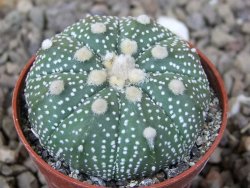 Astrophytum Z Jasenné květináč 5,5 cm