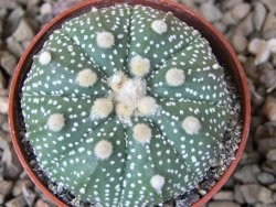 Astrophytum Z Jasenné květináč 5,5 cm - 12416609