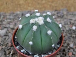 Astrophytum Z Jasenné květináč 5,5 cm
