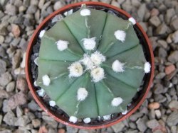 Astrophytum Z Jasenné květináč 5,5 cm - 12416614