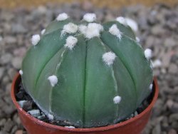Astrophytum Z Jasenné květináč 5,5 cm - 12416615
