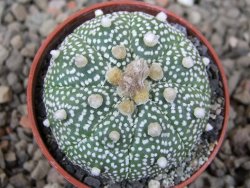 Astrophytum Z Jasenné květináč 5,5 cm - 12416617