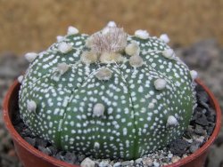 Astrophytum Z Jasenné květináč 5,5 cm - 12416620