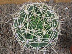 Gymnocalycium monvillei JS 169 květináč 10,5 cm XXL - 12416623