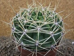 Gymnocalycium monvillei JS 169 květináč 10,5 cm XXL - 12416624