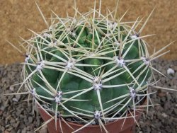 Gymnocalycium monvillei JS 169 květináč 10,5 cm XXL - 12416625