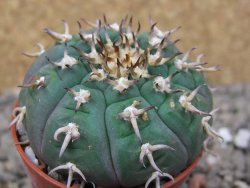 Gymnocalycium spegazzinii unguispinum SL 44b, 5,5 cm květináč