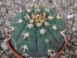 Gymnocalycium spegazzinii unguispinum SL 44b, 5,5 cm květináč - 12416632
