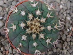 Gymnocalycium spegazzinii unguispinum SL 44b, 5,5 cm květináč - 12416633