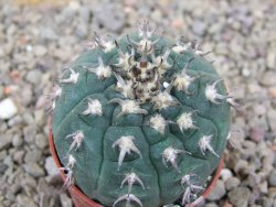 Gymnocalycium spegazzinii unguispinum SL 44b, 5,5 cm květináč - 12416636