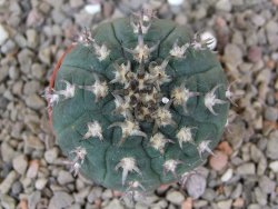 Gymnocalycium spegazzinii unguispinum SL 44b, 5,5 cm květináč - 12416638