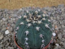 Gymnocalycium spegazzinii unguispinum SL 44b, 5,5 cm květináč - 12416640