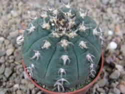 Gymnocalycium spegazzinii unguispinum SL 44b, 5,5 cm květináč - 12416641