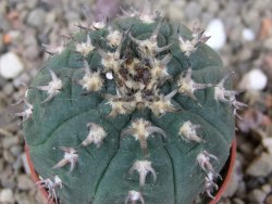 Gymnocalycium spegazzinii unguispinum SL 44b, 5,5 cm květináč - 12416642