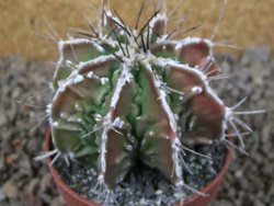 Astrophytum Dinosaur (Fukurio Hannya) květináč 6,5 cm - 12416643
