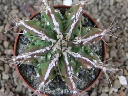 Astrophytum Dinosaur (Fukurio Hannya) květináč 6,5 cm - 12416644