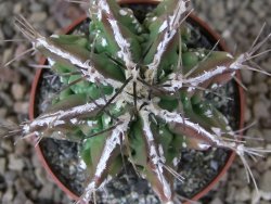 Astrophytum Dinosaur (Fukurio Hannya) květináč 6,5 cm - 12416645