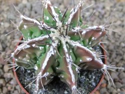 Astrophytum Dinosaur (Fukurio Hannya) květináč 6,5 cm