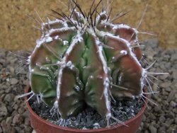 Astrophytum Dinosaur (Fukurio Hannya) květináč 6,5 cm - 12416647