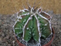 Astrophytum Dinosaur (Fukurio Hannya) květináč 6,5 cm - 12416649