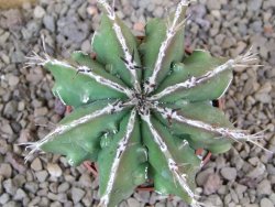 Astrophytum Dinosaur (Fukurio Hannya) květináč 6,5 cm - 12416651