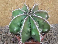 Astrophytum Dinosaur (Fukurio Hannya) květináč 6,5 cm