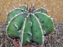 Astrophytum Dinosaur (Fukurio Hannya) květináč 6,5 cm - 12416655