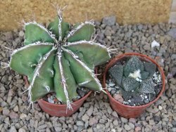 Astrophytum Dinosaur (Fukurio Hannya) květináč 6,5 cm - 12416658