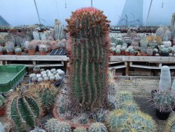 Ferocactus steinesii v pilosus