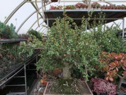 Portulacaria afra