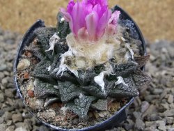 Ariocarpus fissuratus, květináč 5,5 cm - 12416661