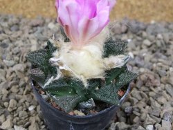 Ariocarpus fissuratus, květináč 5,5 cm - 12416666
