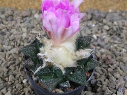 Ariocarpus fissuratus, květináč 5,5 cm