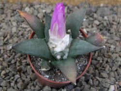 Ariocarpus confusus Aramberi NL květináč 5,5 cm