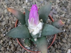 Ariocarpus confusus Aramberi NL květináč 5,5 cm - 12416673