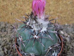 Echinocactus horizonthalonius KMR 22 Entroque Huizache, květináč 6,5 cm - 12416674