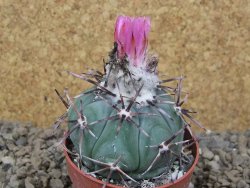 Echinocactus horizonthalonius KMR 22 Entroque Huizache, květináč 6,5 cm - 12416675