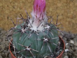 Echinocactus horizonthalonius KMR 22 Entroque Huizache, květináč 6,5 cm - 12416677
