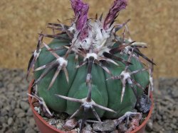 Echinocactus horizonthalonius, květináč 6,5 cm