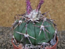 Echinocactus horizonthalonius, květináč 6,5 cm - 12416683