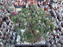 Portulacaria afra pendula V 25 cm miska 20x28 cm - 12416731