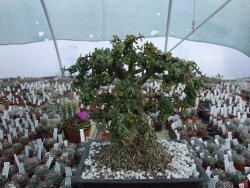 Portulacaria afra pendula V 25 cm miska 20x28 cm