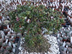 Portulacaria afra pendula V 25 cm miska 20x28 cm - 12416734