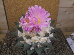 Ariocarpus confusus Aramberi XXL 15 cm Cites IA