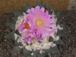 Ariocarpus confusus Aramberi XXL 15 cm Cites IA - 12416743