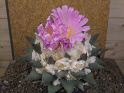 Ariocarpus confusus Aramberi XXL 15 cm Cites IA - 12416745