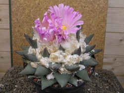 Ariocarpus confusus Aramberi XXL 15 cm Cites IA - 12416747